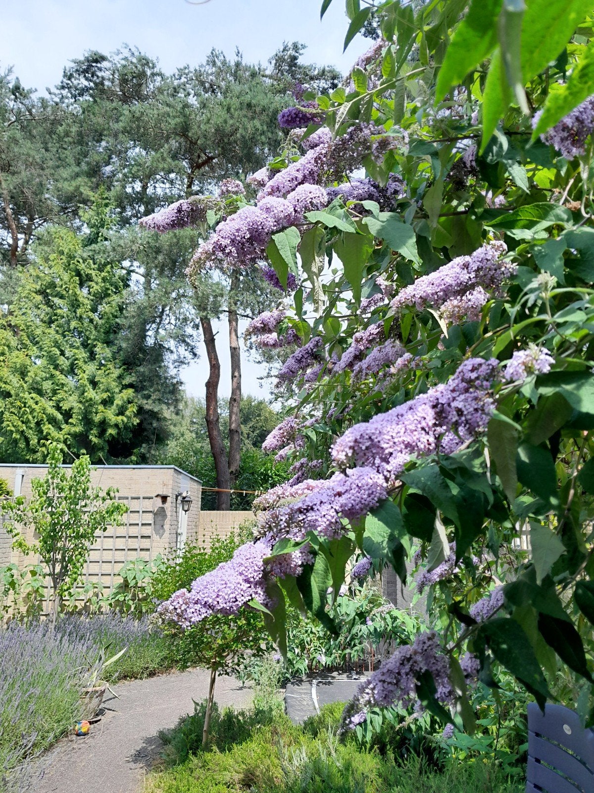 Vlinderstruik stekjes Buddleja lila, Ophalen, Vlinderstruik, Struik, 100 tot 250 cm