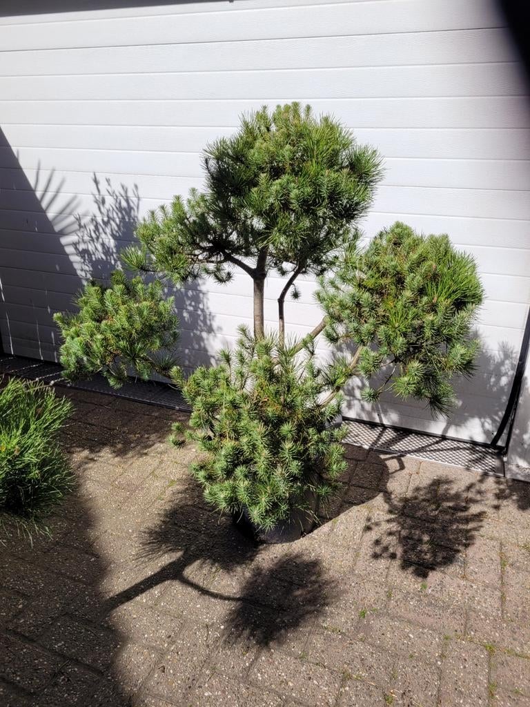 Pinus Pinea Vormsnoei - Mediterrane Pijnboom in Pot, Tuin en Terras, Planten | Bomen, Ophalen