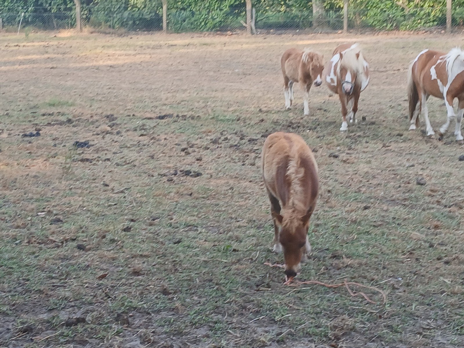 shetlant hengstjes, Dieren en Toebehoren, Hengst