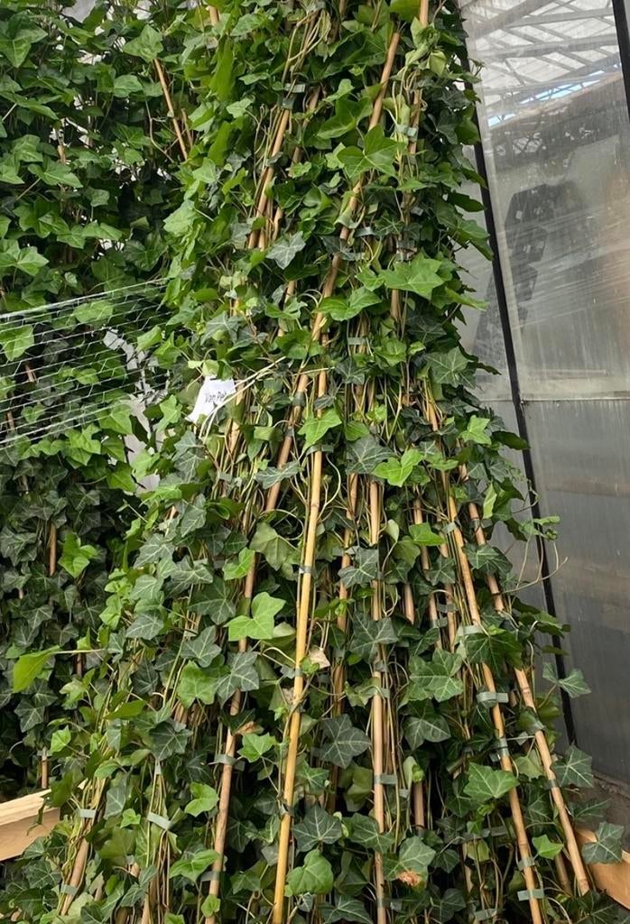 Hedera planten 80/100 cm t/m 250/300 cm herbenica en helix