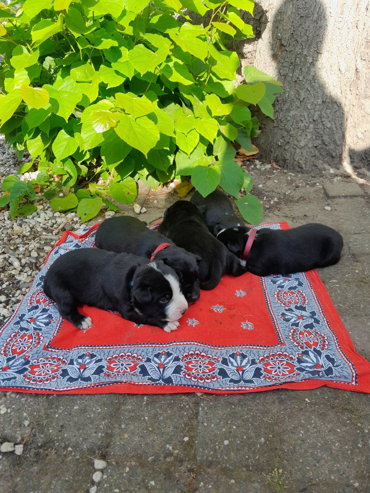 Labrador Appenzeller puppy's, 8 tot 15 weken, Meerdere dieren, Eén hond, Nederland