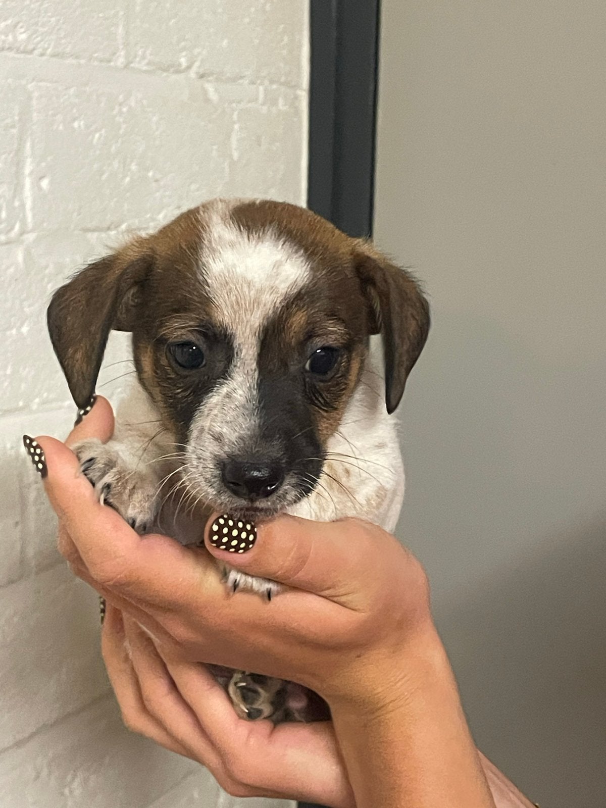 Bijzonder  gekleurde Jackrussel x Bfox pups, Jack Russell Terriër, 8 tot 15 weken, Meerdere, Meerdere dieren
