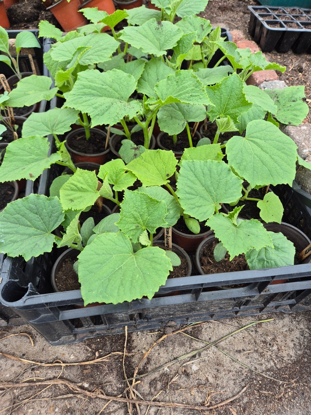 Komkommer planten, Ophalen, Eenjarig, Groenteplanten, Volle zon