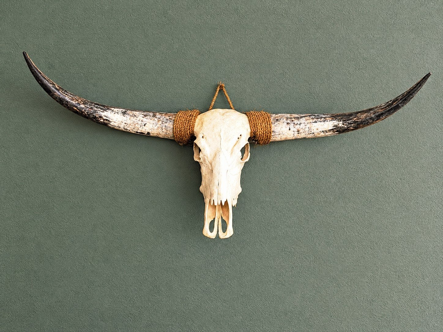 Originele Texas Longhorn-schedel met indrukwekkende hoorns, Ophalen, Beige, Boho, Zo goed als nieuw