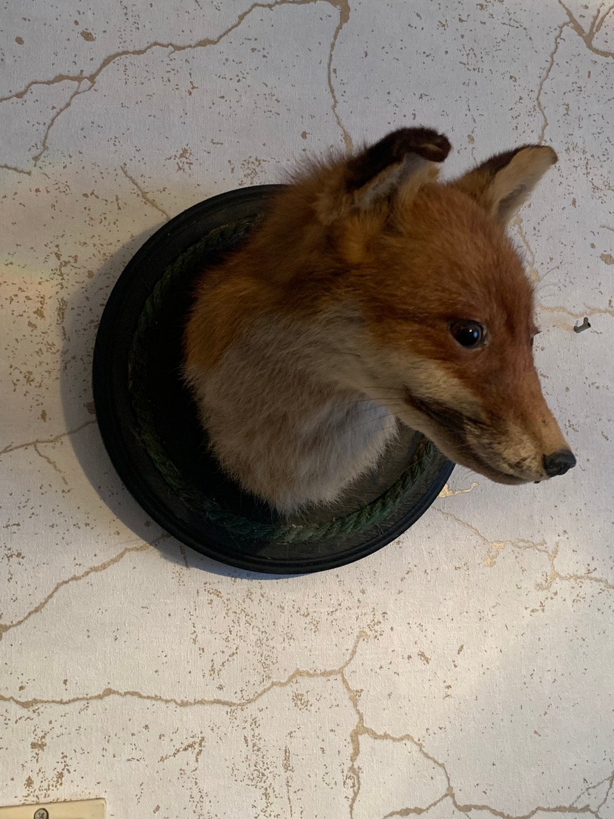 Opgezette vossenkop, Verzamelen, Dierenverzamelingen, Ophalen of Verzenden, Zo goed als nieuw, Vogel, Opgezet dier