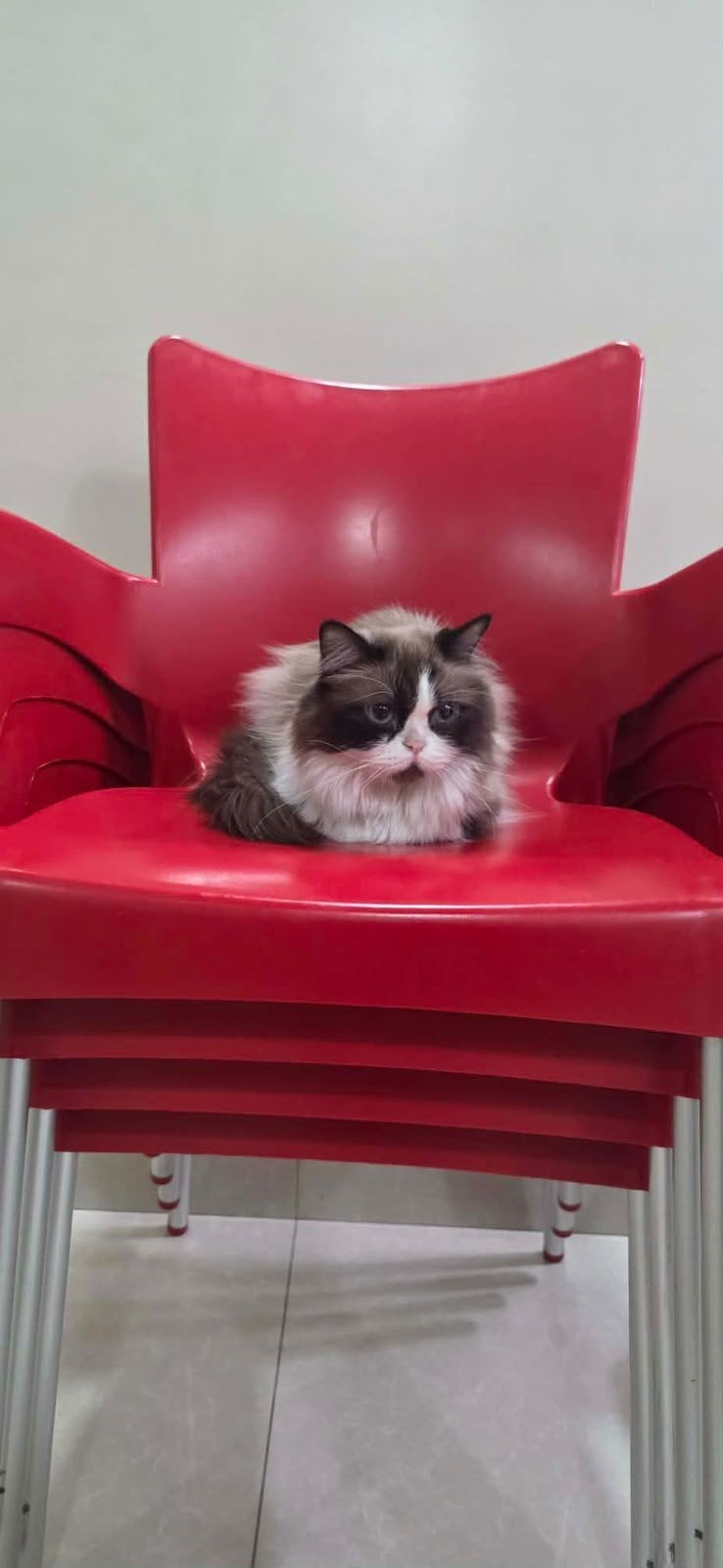 prachtige honey wil een baasje, Dieren en Toebehoren, Poes, Langharig, 0 tot 2 jaar