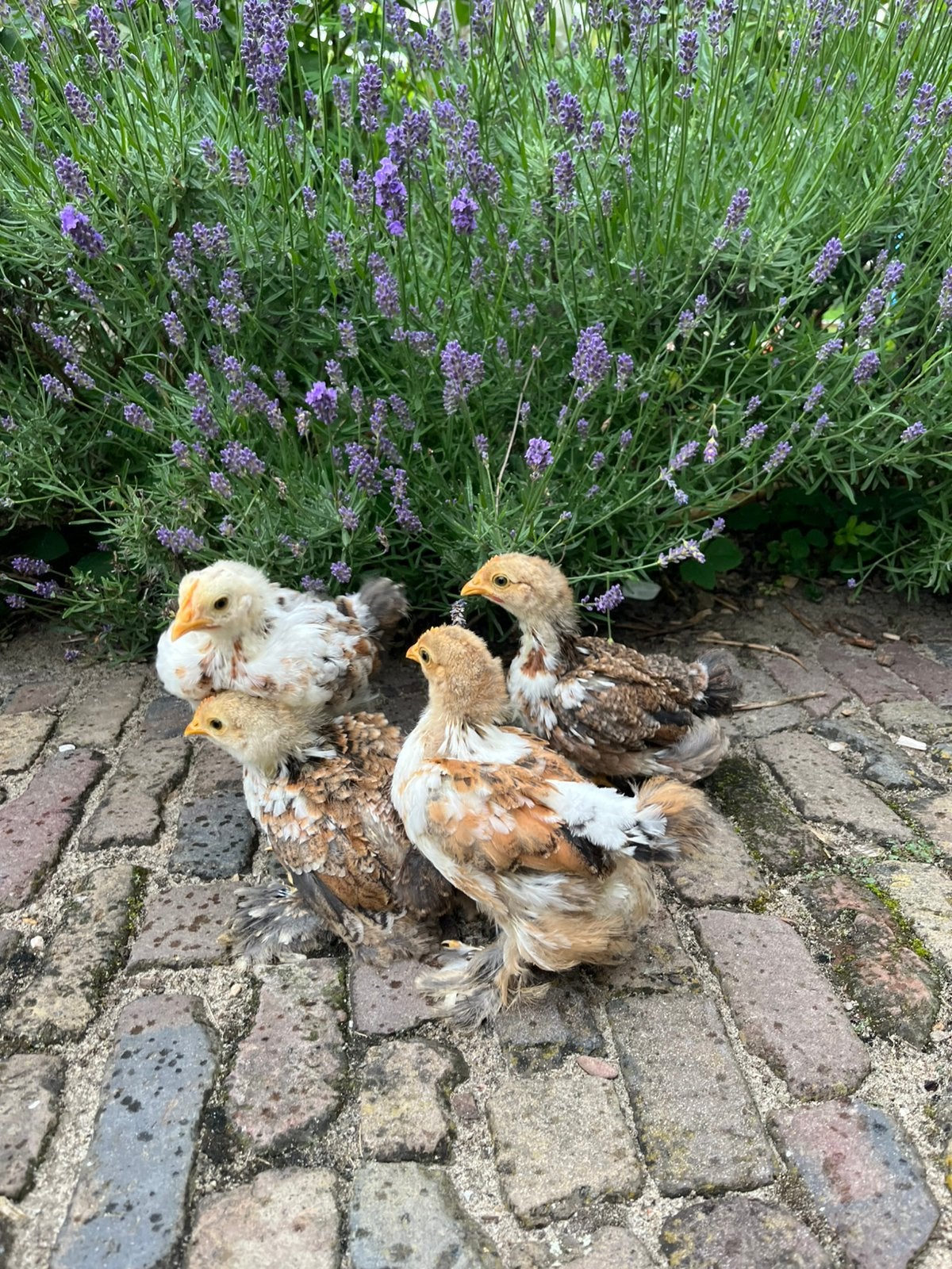 Cochin kriel kuikentjes 4 stuks, Dieren en Toebehoren, Geslacht onbekend, Kip