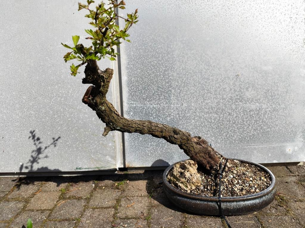 Meidoorn Bonsai met Witte Bloemen en Oude Bast, Volle zon, Vaste plant, Lente, Ophalen