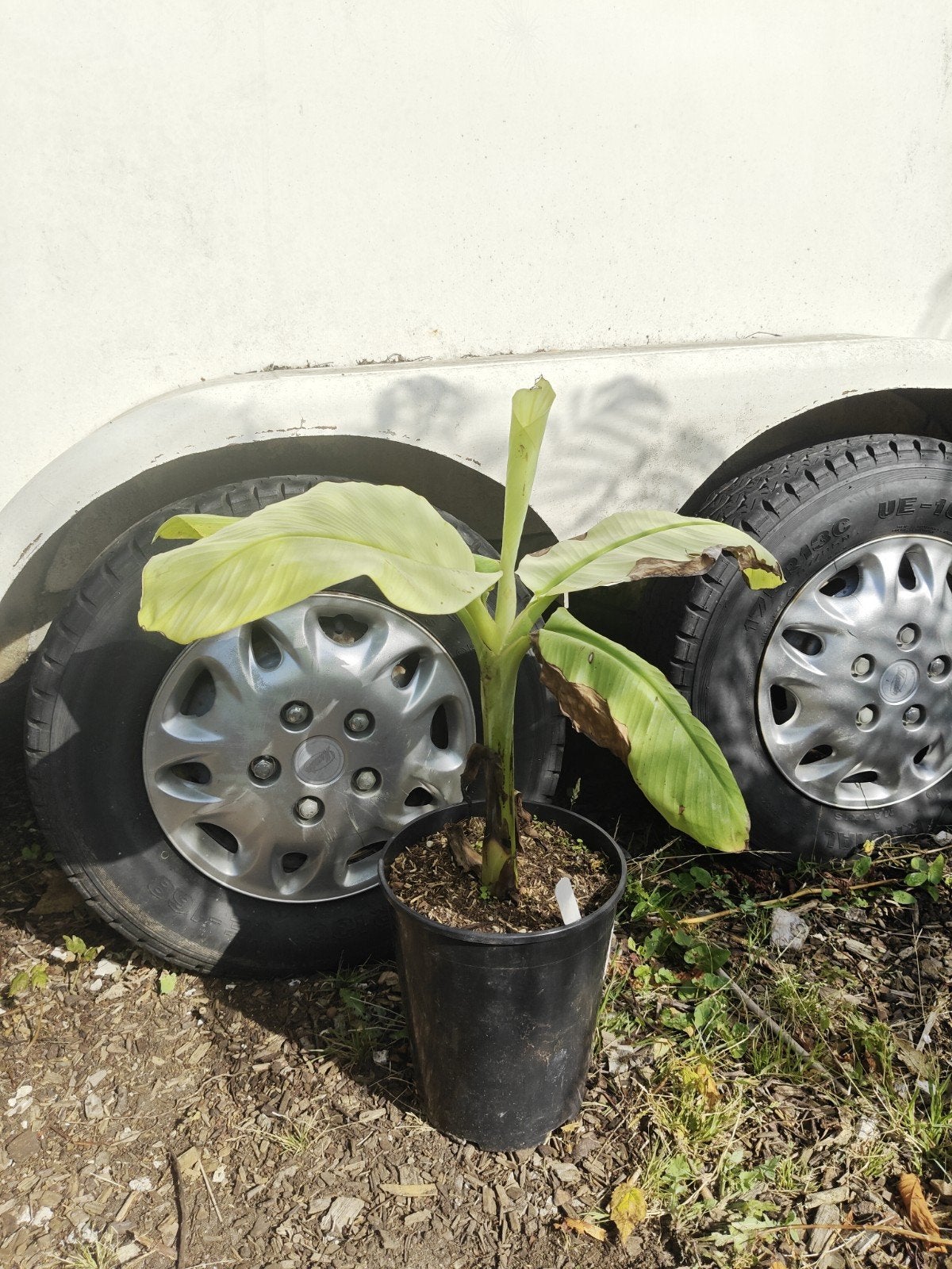 Musa namwa khom mint variegata, Overige soorten, Volle zon, Vaste plant, Ophalen of Verzenden