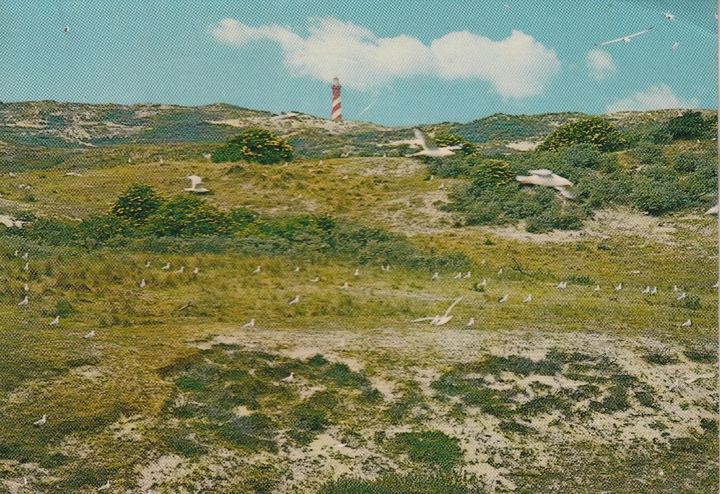 Vogelbroedplaats Westerschouwen 1980, Ophalen of Verzenden, 1960 tot 1980, Gelopen, Zeeland