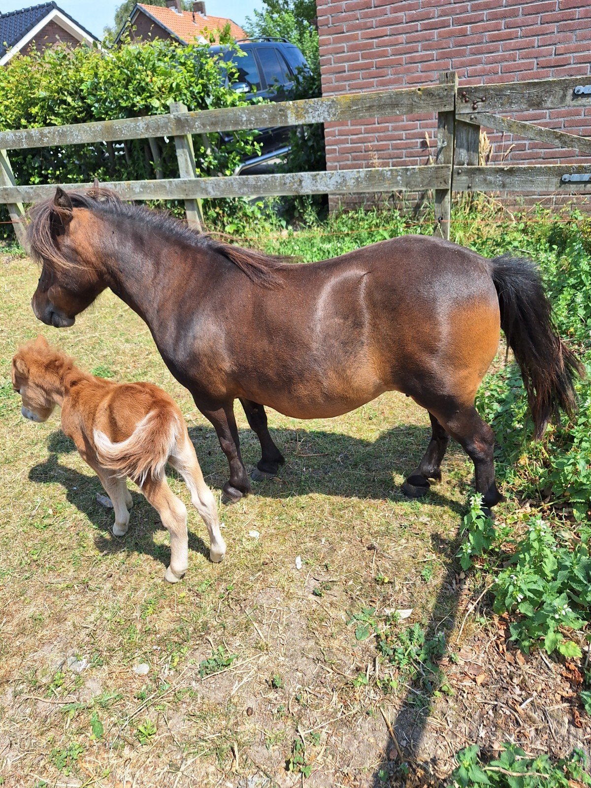 Merrie met veulen, Merrie