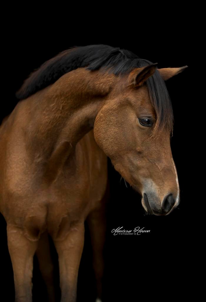 Prachtige Allround New Forest D Pony, Merrie, Dressuurpony, 3 tot 6 jaar, D pony (1.37m tot 1.48m)