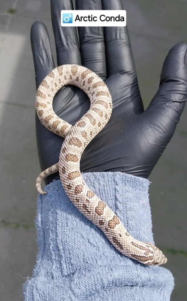 2.0 Heterodon nasicus, Slang, Tam, 0 tot 2 jaar