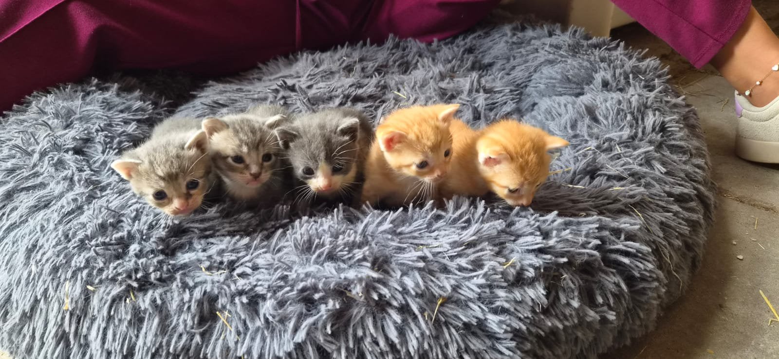 Lieve boerderij kittens, Meerdere dieren, Ontwormd, 0 tot 2 jaar