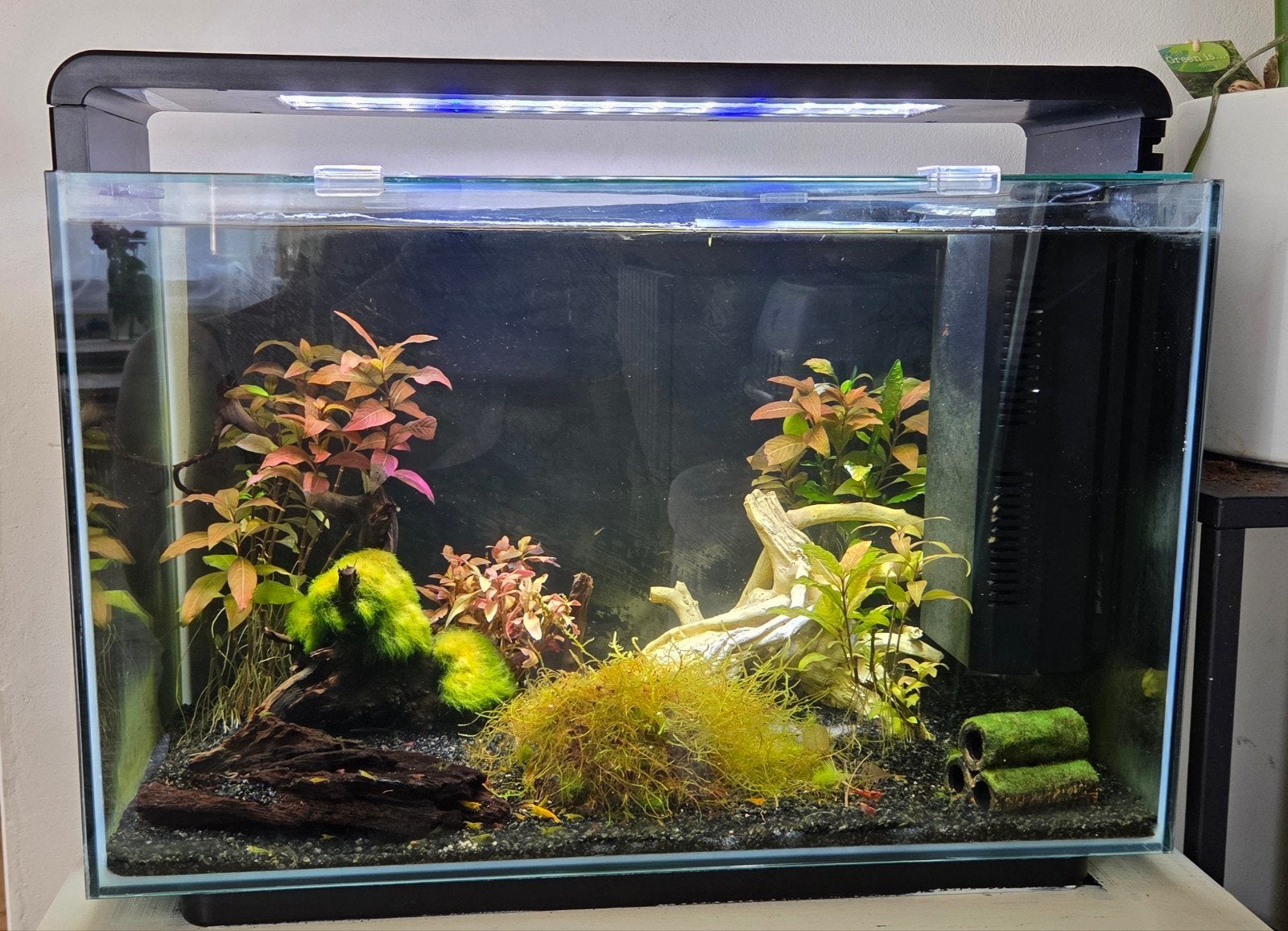 Aquarium Superfish Home 65, Ophalen, Inclusief toebehoren, Superfish, Gevuld zoetwateraquarium