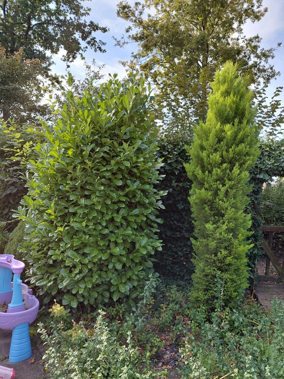 meerdere planten, Ophalen, Laurier, 100 tot 250 cm