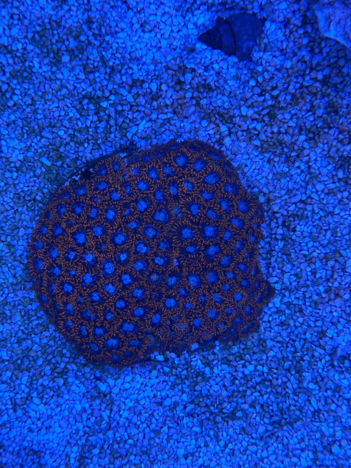 Zoanthus Fire & Ice 100+ poliepen, Ophalen, Zo goed als nieuw, Gevuld zeewateraquarium