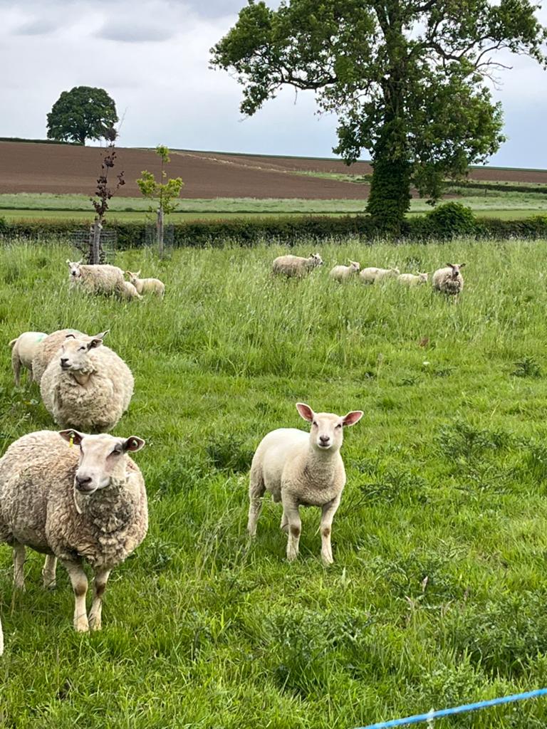 Charollais lammeren, Dieren en Toebehoren, Mannelijk, Schaap