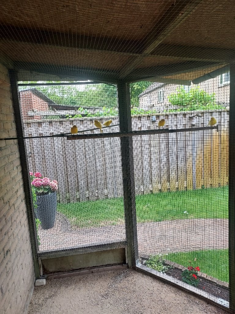 kanarie, Meerdere dieren, Kleurkanarie