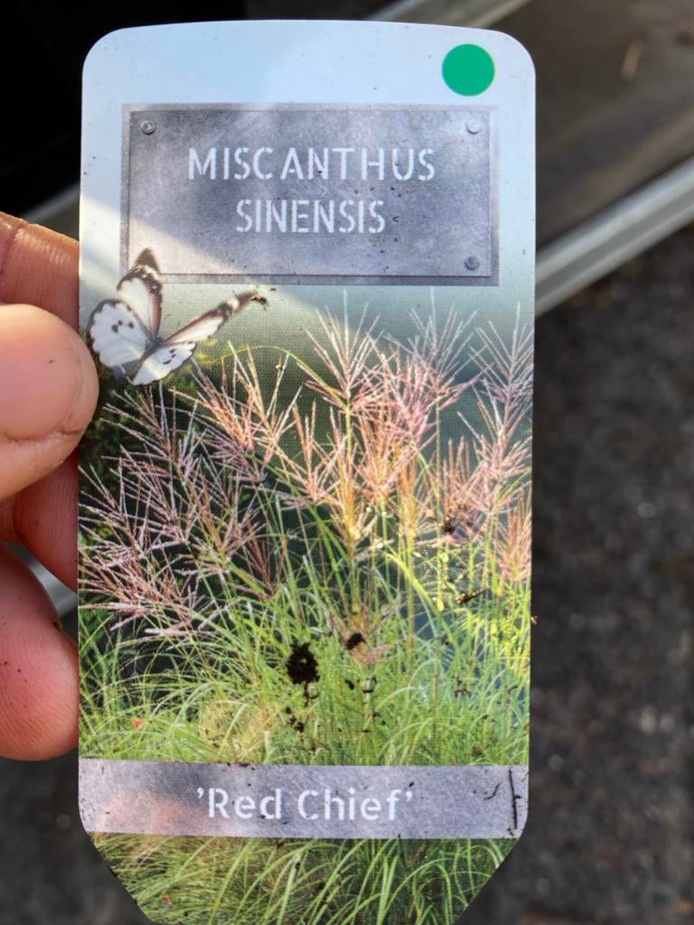 Miscanthus Sinensis 'Red Chief' - Prachtriet (P9), Tuin en Terras, Planten | Tuinplanten, Ophalen, Volle zon, Vaste plant, Siergrassen