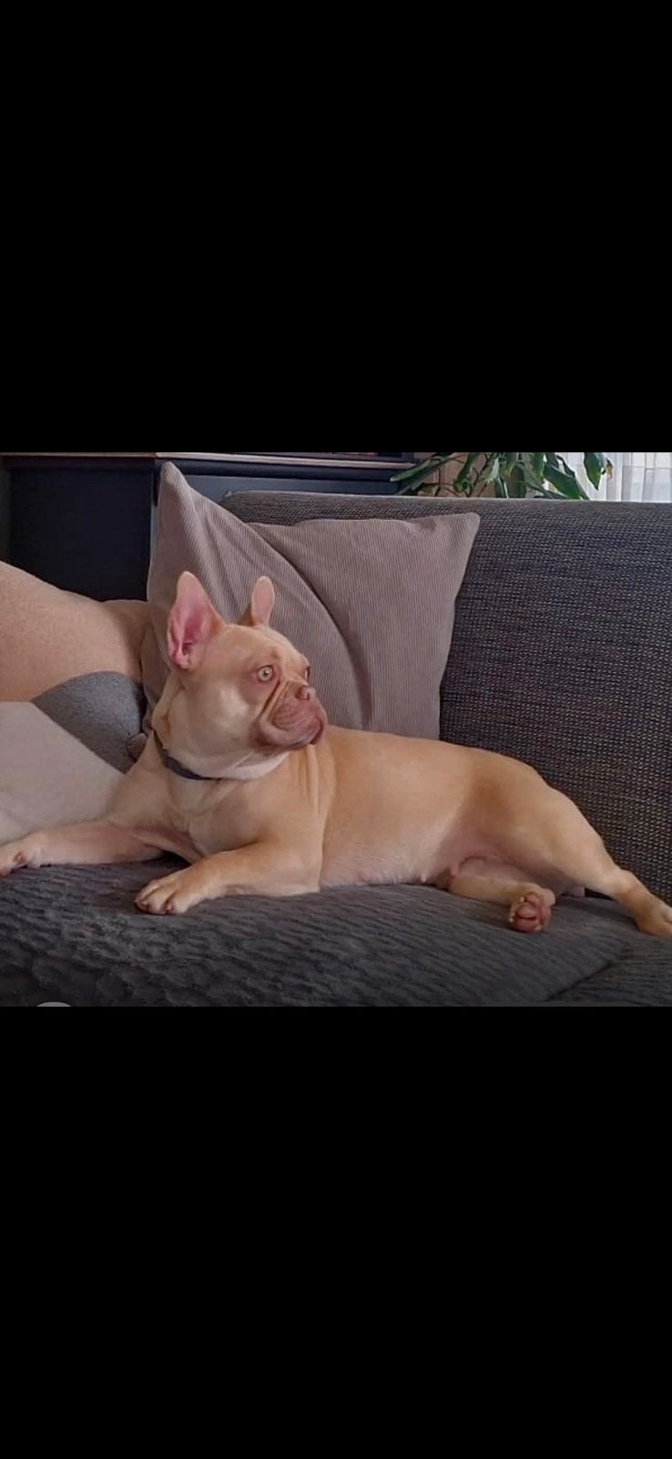 Te koop Franse Bulldog Teefje, Parvo, Teef, Bulldog, Eén hond