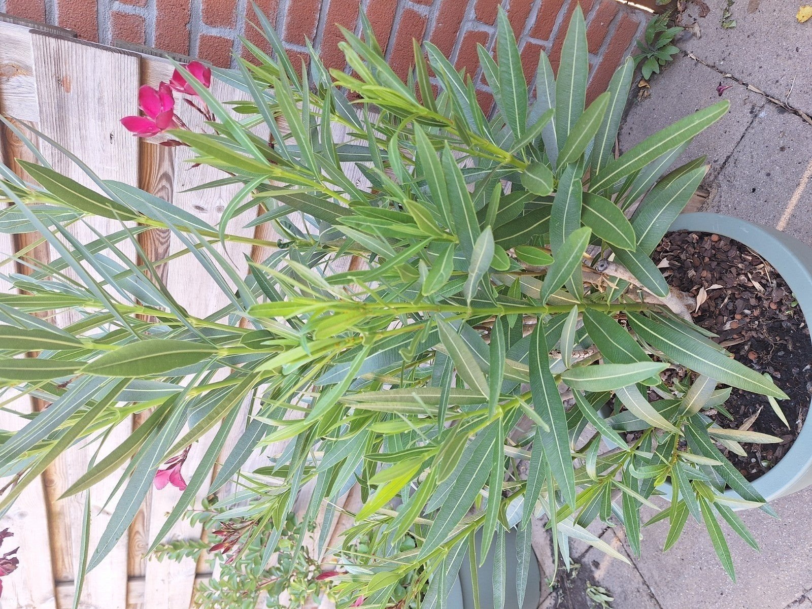 Roze Oleander - Mediterrane schoonheid voor uw tuin, Volle zon, Vaste plant, Zomer, Ophalen
