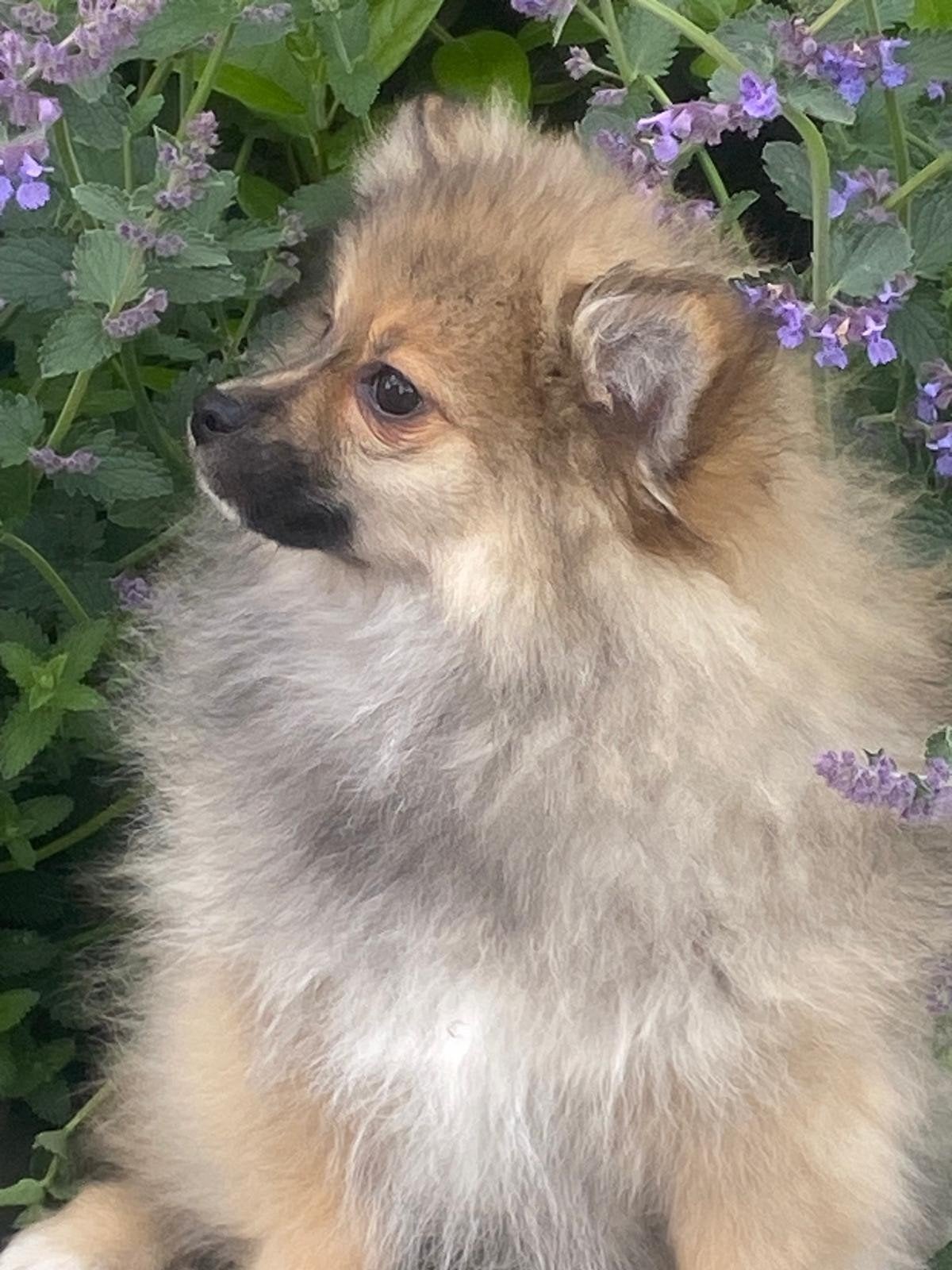 Duitse spitz pup (kleinkees), Dieren en Toebehoren, België, Keeshond, 15 weken tot 1 jaar, Parvo