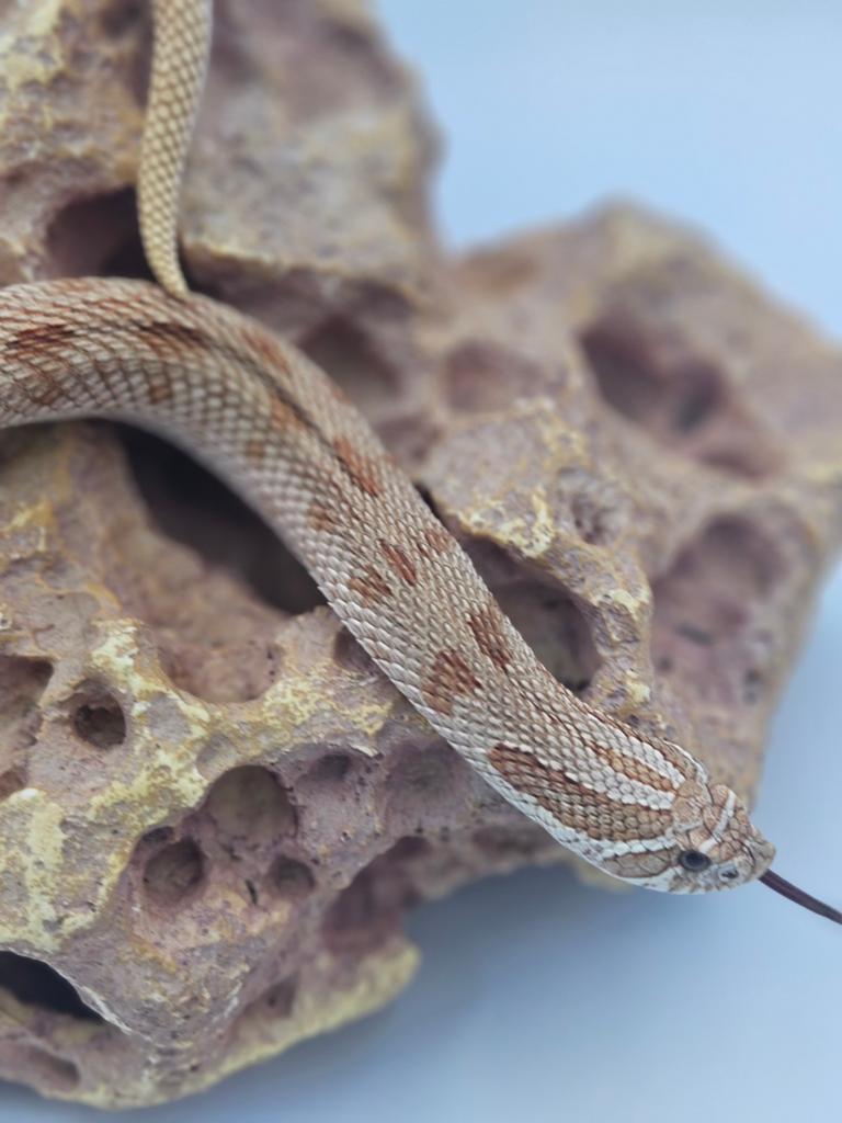 Volwassen Toffee conda vrouw, Haakneusslang Hognose Snake - female for sale from De Jong