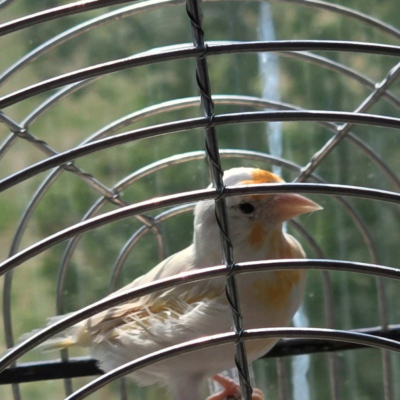 putter x kapoetsensijs  Man 2025 geringd, Dieren en Toebehoren, Vogels | Overige Vogels, Mannelijk, Wildzangvogel, Geringd