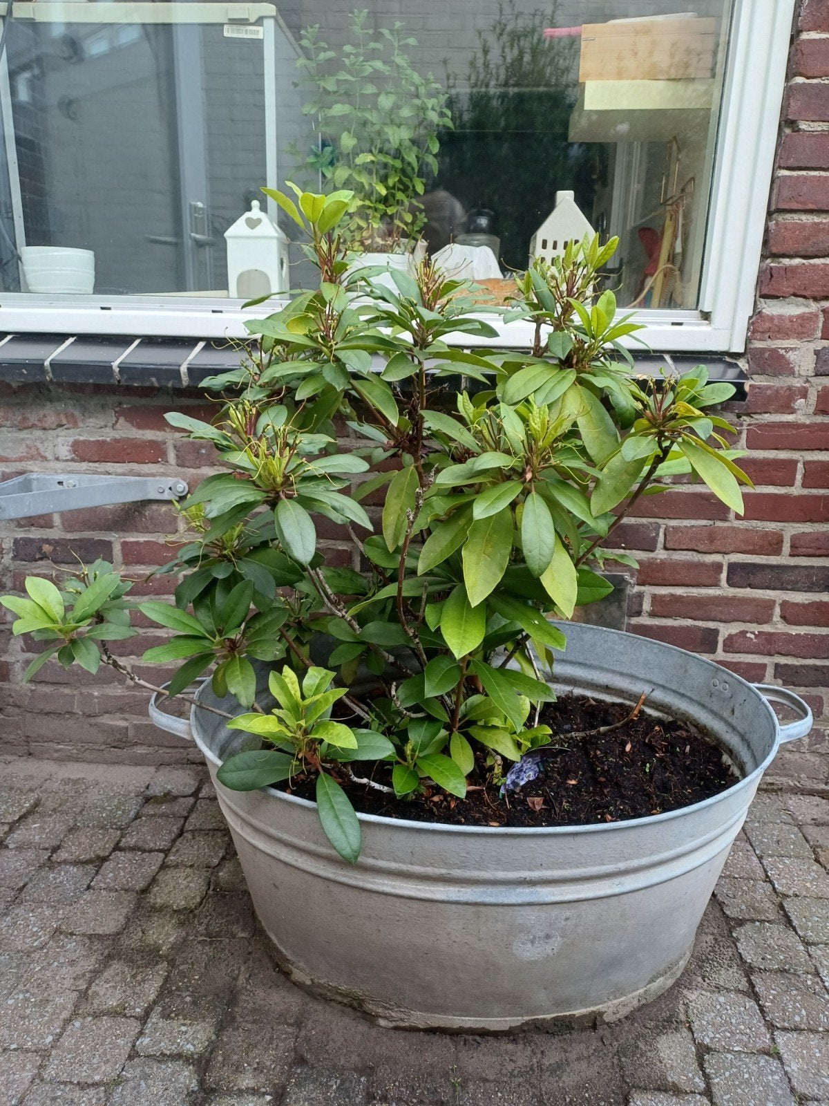 Mooie zinken wastobbe met Rhododendron, Ophalen