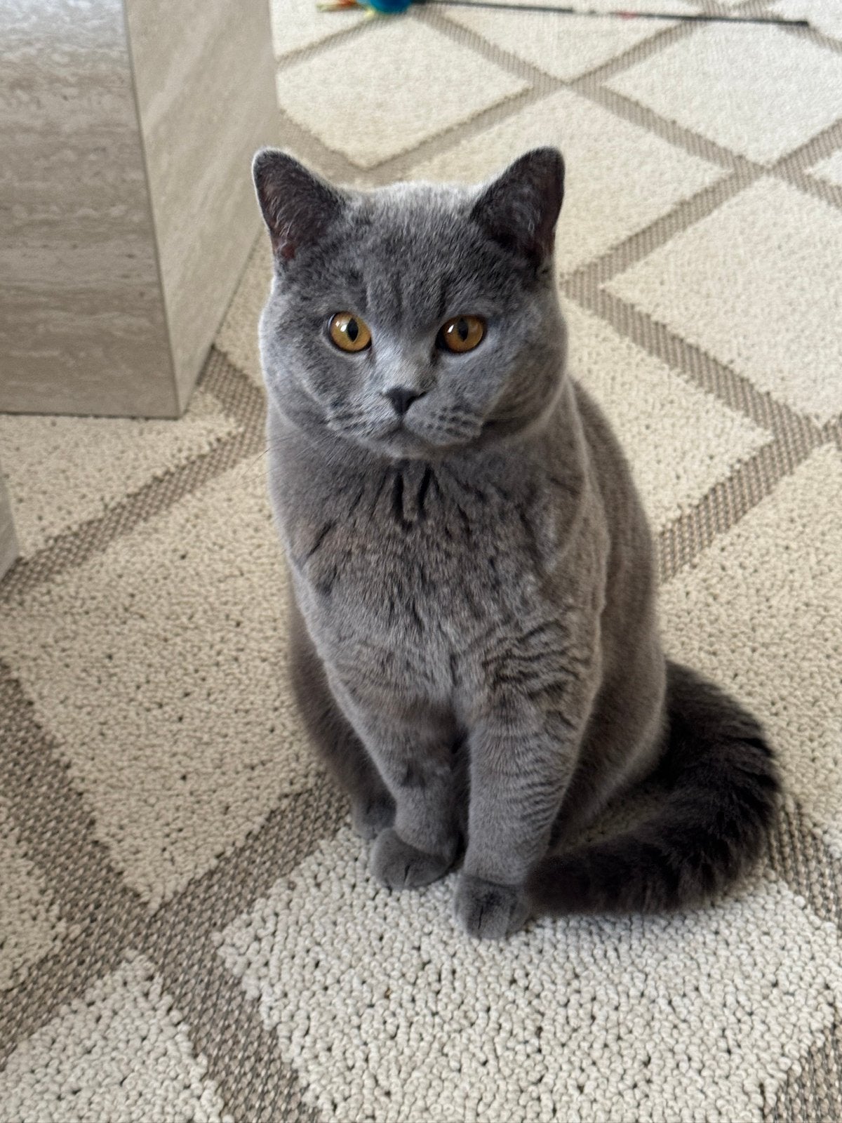 Liefdevol thuis gezocht voor twee prachtige britse kortharen, Dieren en Toebehoren, Katten en Kittens | Raskatten | Korthaar, Kater