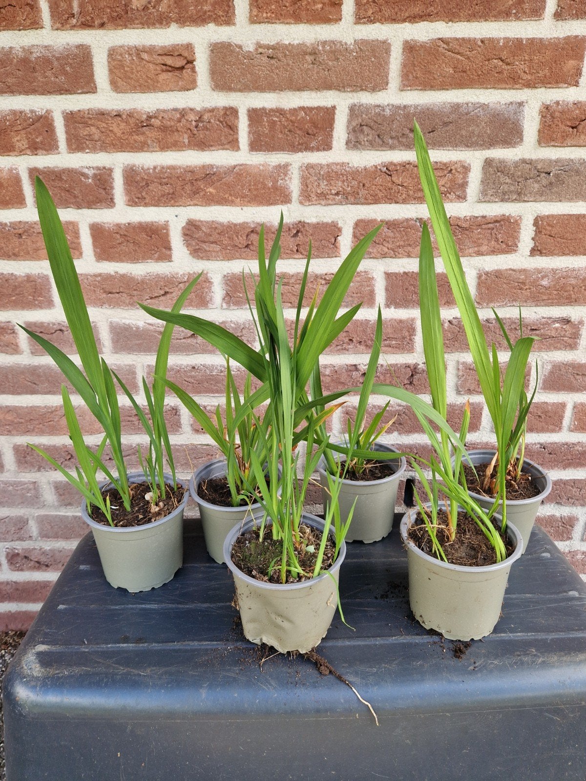 Crocosmia Lucifer per potje, Tuin en Terras, Ophalen, Overige soorten, Halfschaduw