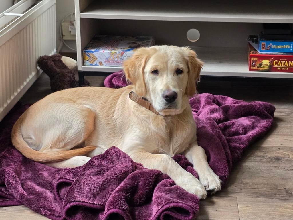 Golden Retriever reu van 5 maanden, Dieren en Toebehoren, Golden retriever, 15 weken tot 1 jaar, Reu, Parvo