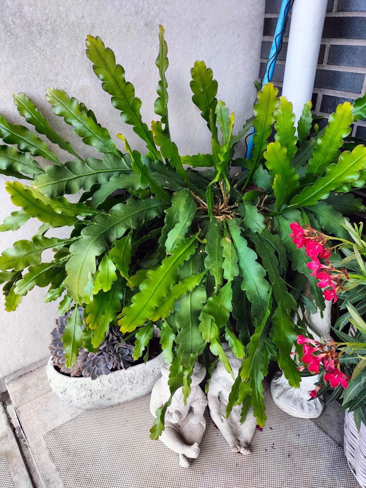 super grote cactus Epiphyllum, Ophalen, Vaste plant, Overige soorten, Halfschaduw