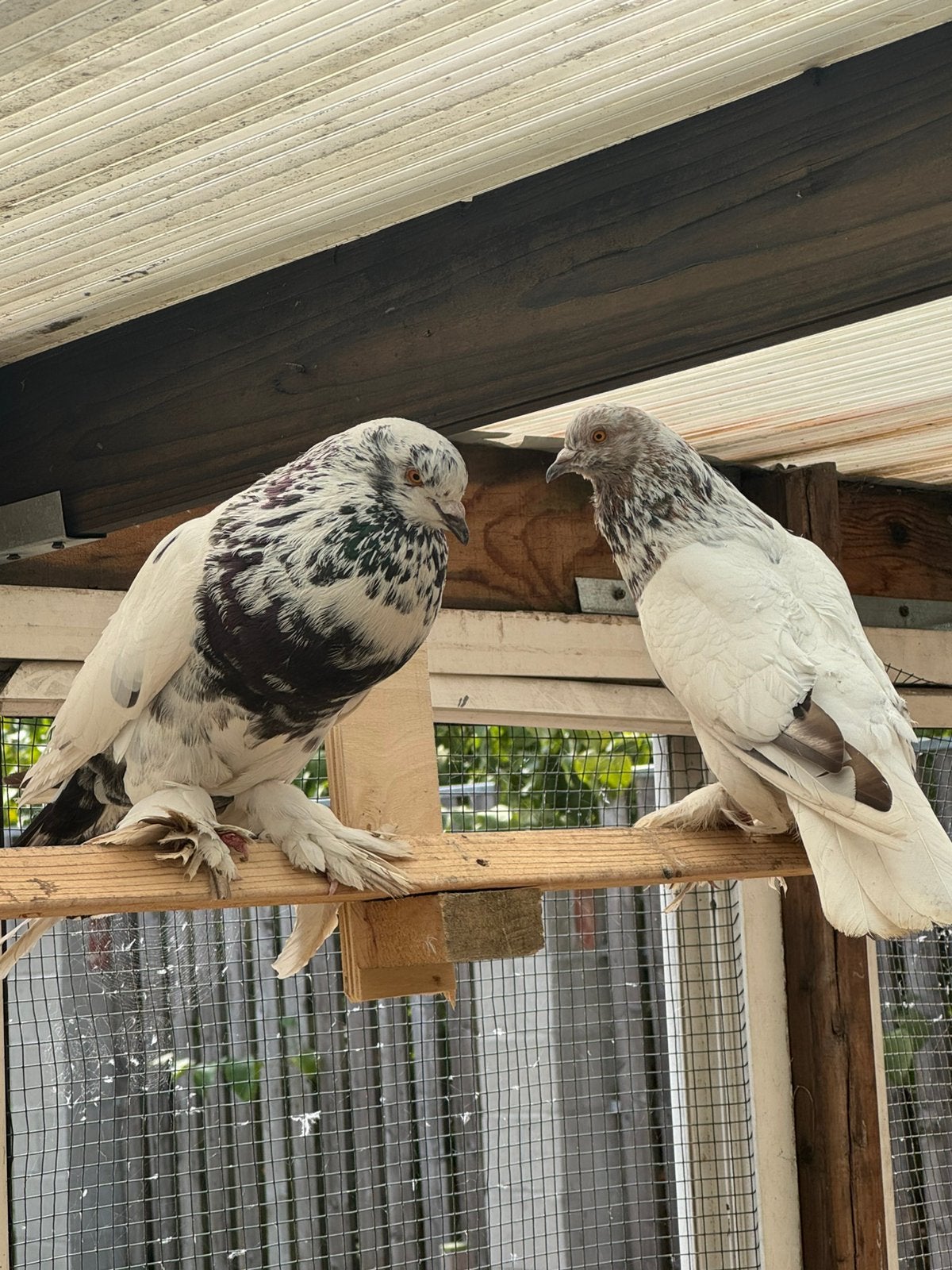 3 Hollandse Kroppers, Dieren en Toebehoren, Meerdere dieren, Dwergpapegaai of Agapornis