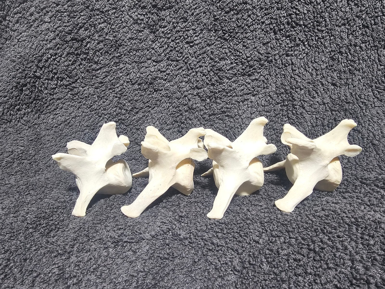 4 ruggenwervels en 1 dijbeen van een zeehond, Verzamelen, Ophalen of Verzenden