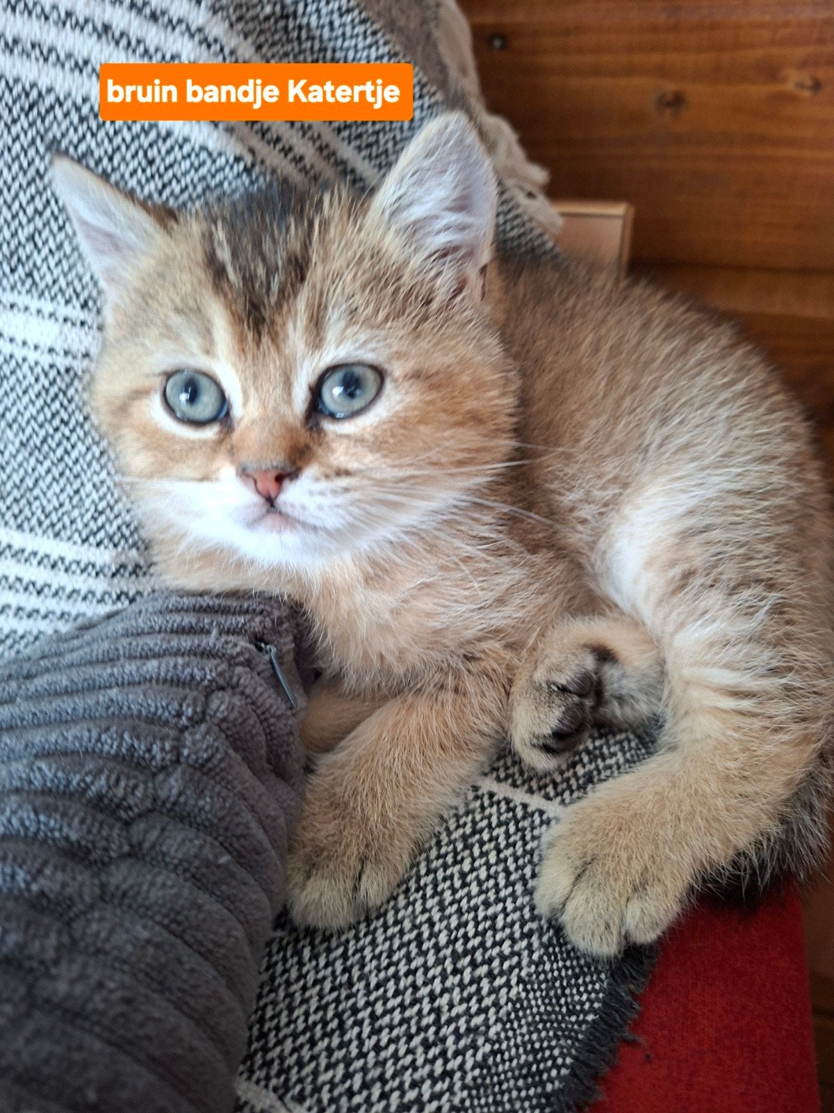 Britse Korthaar Golden Shaded kittens😻, Dieren en Toebehoren, Kater, Ontwormd, 0 tot 2 jaar