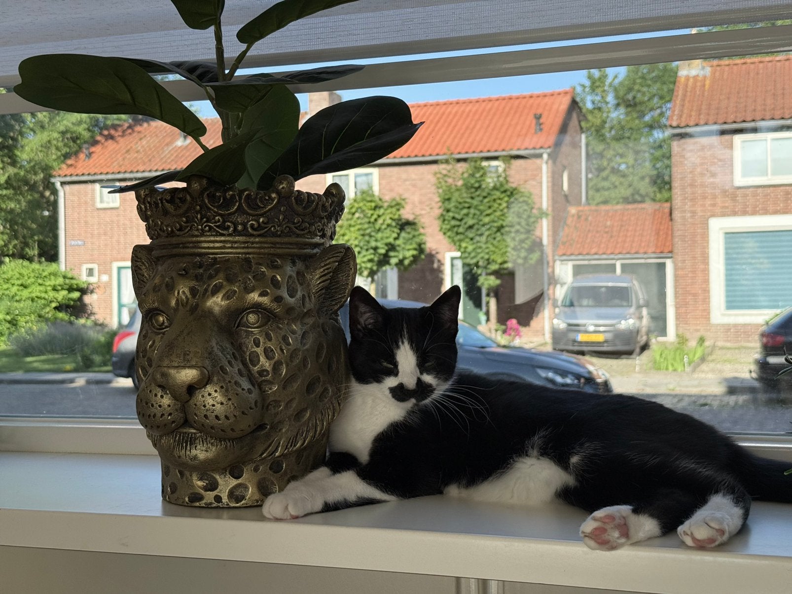 5 sterren huisje gezocht voor Nova, Dieren en Toebehoren, Katten en Kittens | Overige Katten, Poes