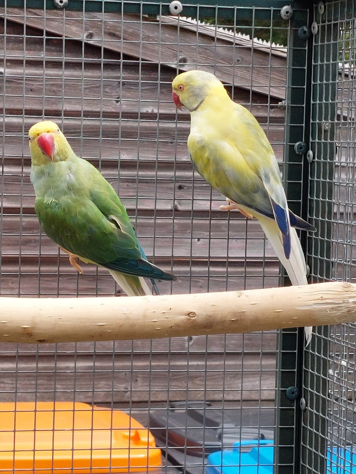 Halsbandparkiet groene bleekstaart split opaline., Dieren en Toebehoren, Vogels | Parkieten en Papegaaien, Mannelijk, Parkiet