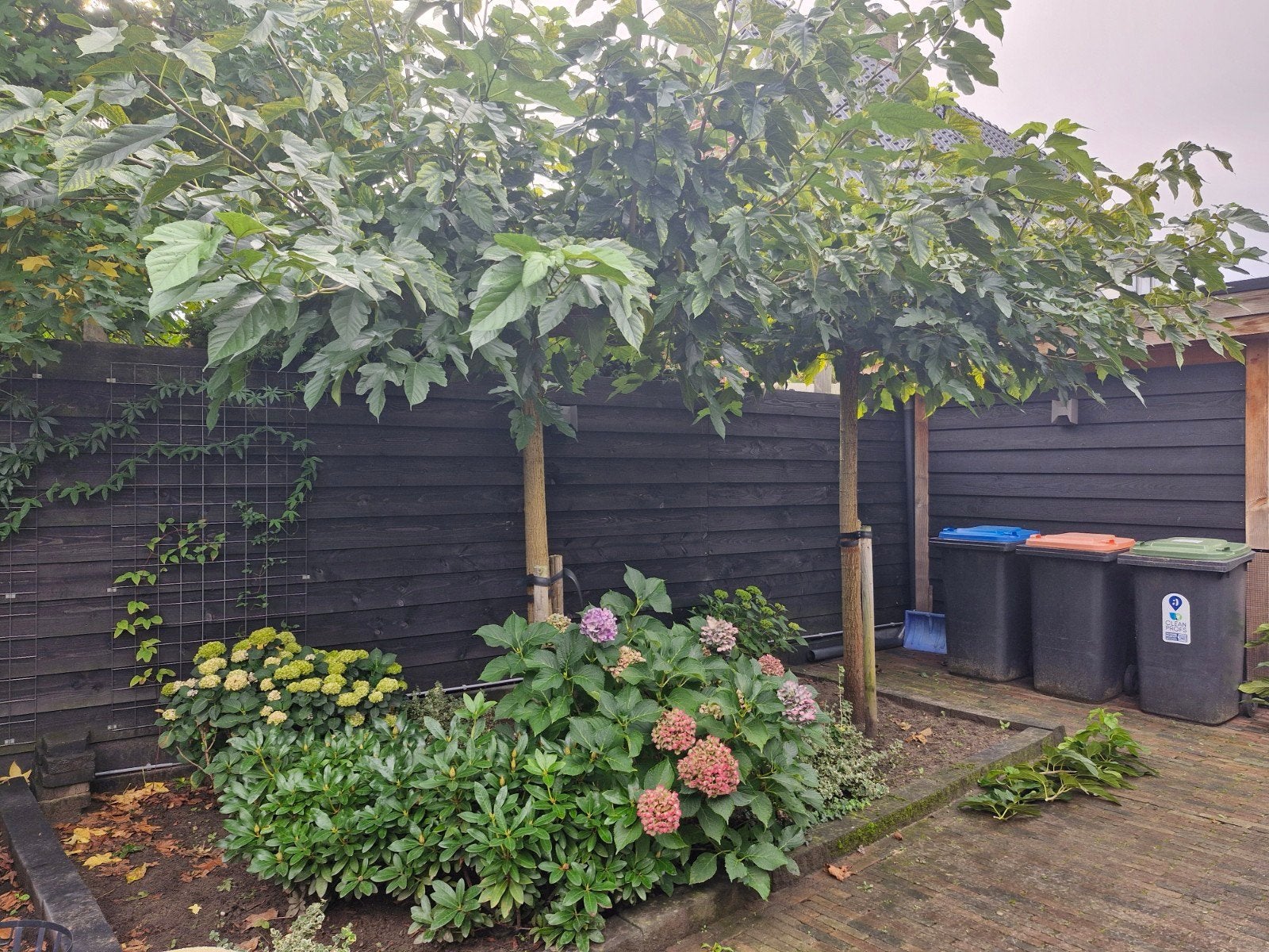 2x Dakmoerbei Morus Alba "Fruitless", Bloeit niet, 100 tot 250 cm, Dakboom, Ophalen