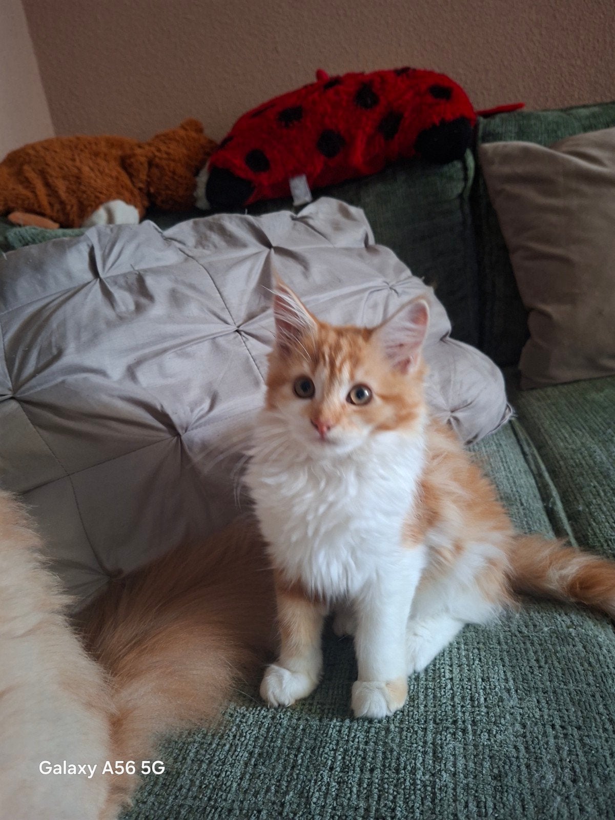 Tekoop geweldige maine coon kittens, Dieren en Toebehoren, Meerdere dieren, Ontwormd