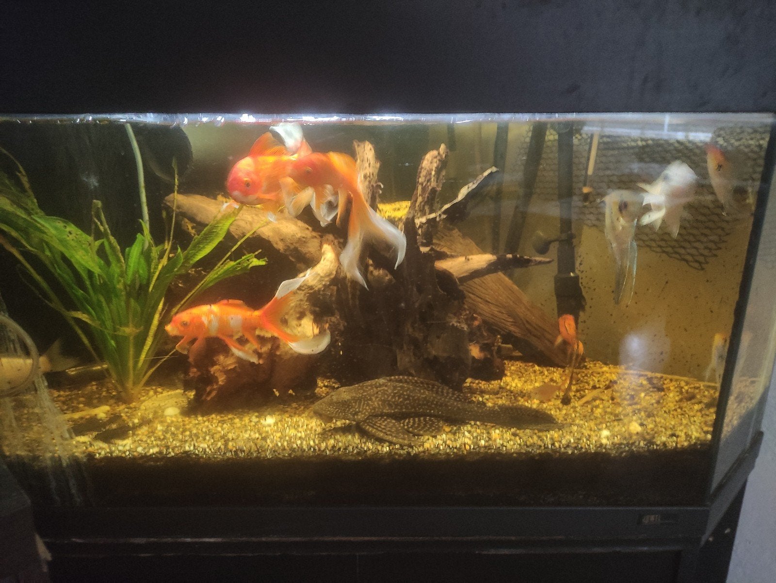 juwel hoek aquarium met vissen en nieuwe extern filter., Ophalen, Gebruikt, Overige typen