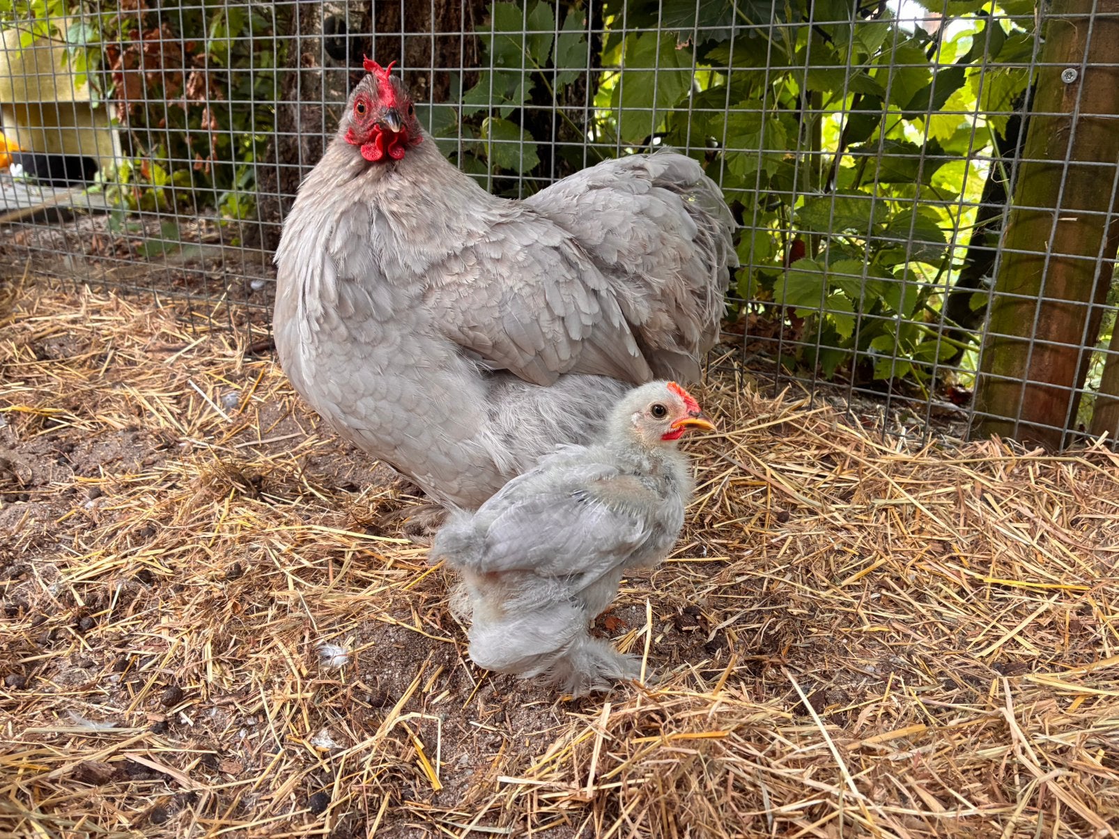 *2 prachtige Cochin kriel hanen parelgrijs*, Dieren en Toebehoren, Mannelijk, Kip