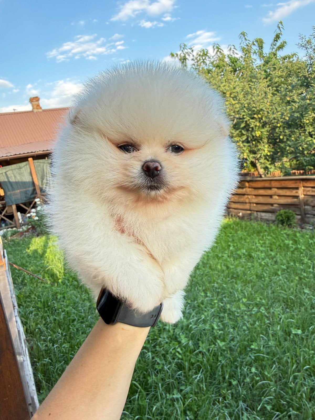 Pomeranian Spitz Reutje, Keeshond, Reu, 8 tot 15 weken, Parvo