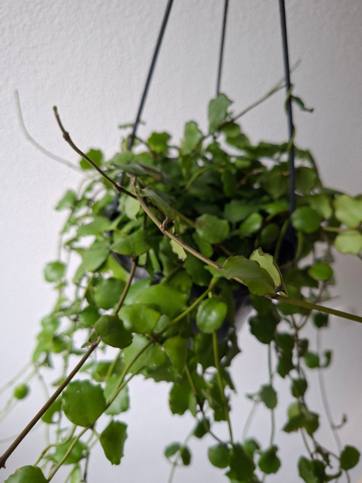 Hoya endauensis, Ophalen of Verzenden, Halfschaduw, Minder dan 100 cm