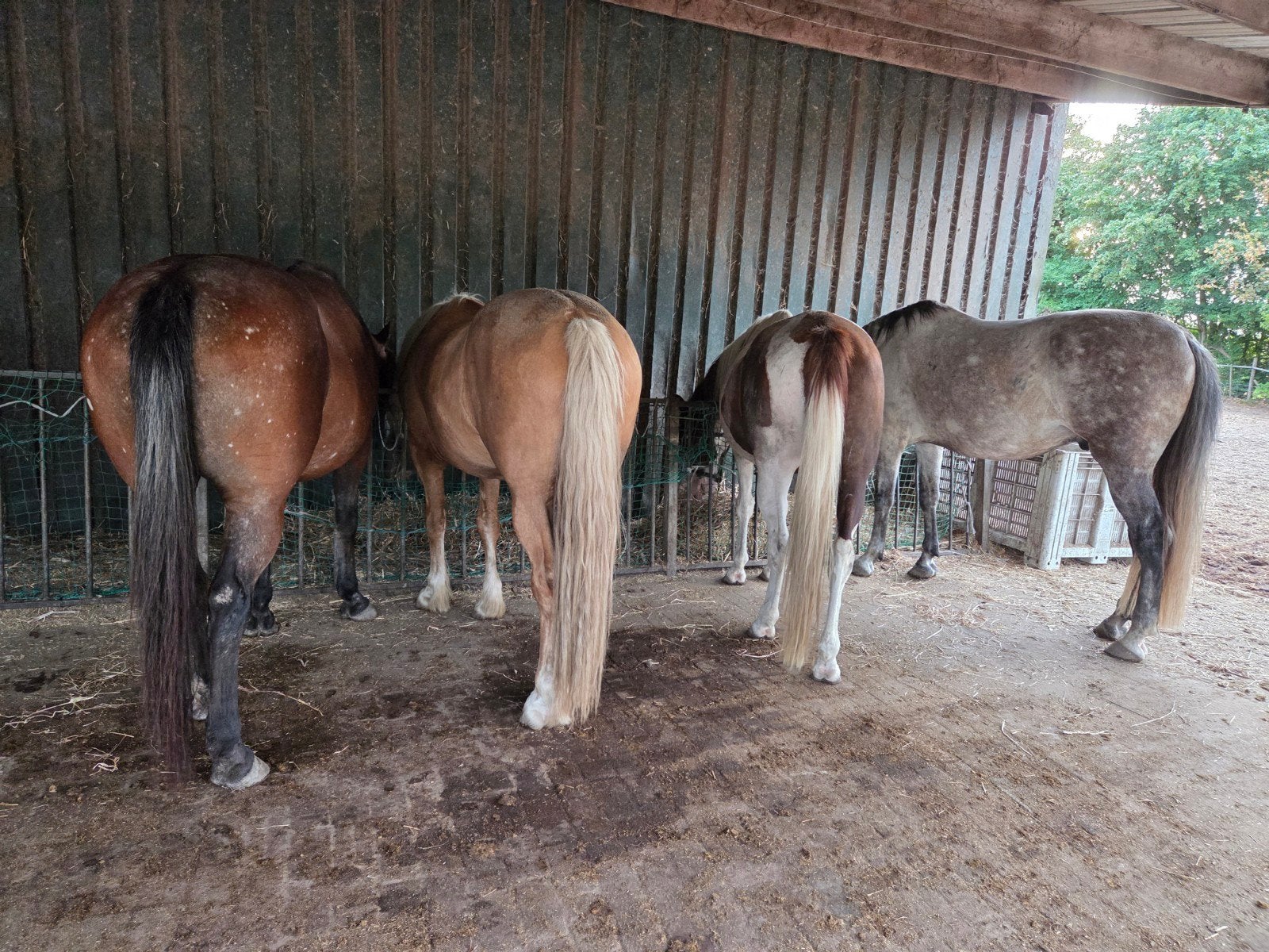 2 plaatsen vrij op onze stal in Standdaarbuiten, Stalling, 2 of 3 paarden of pony's