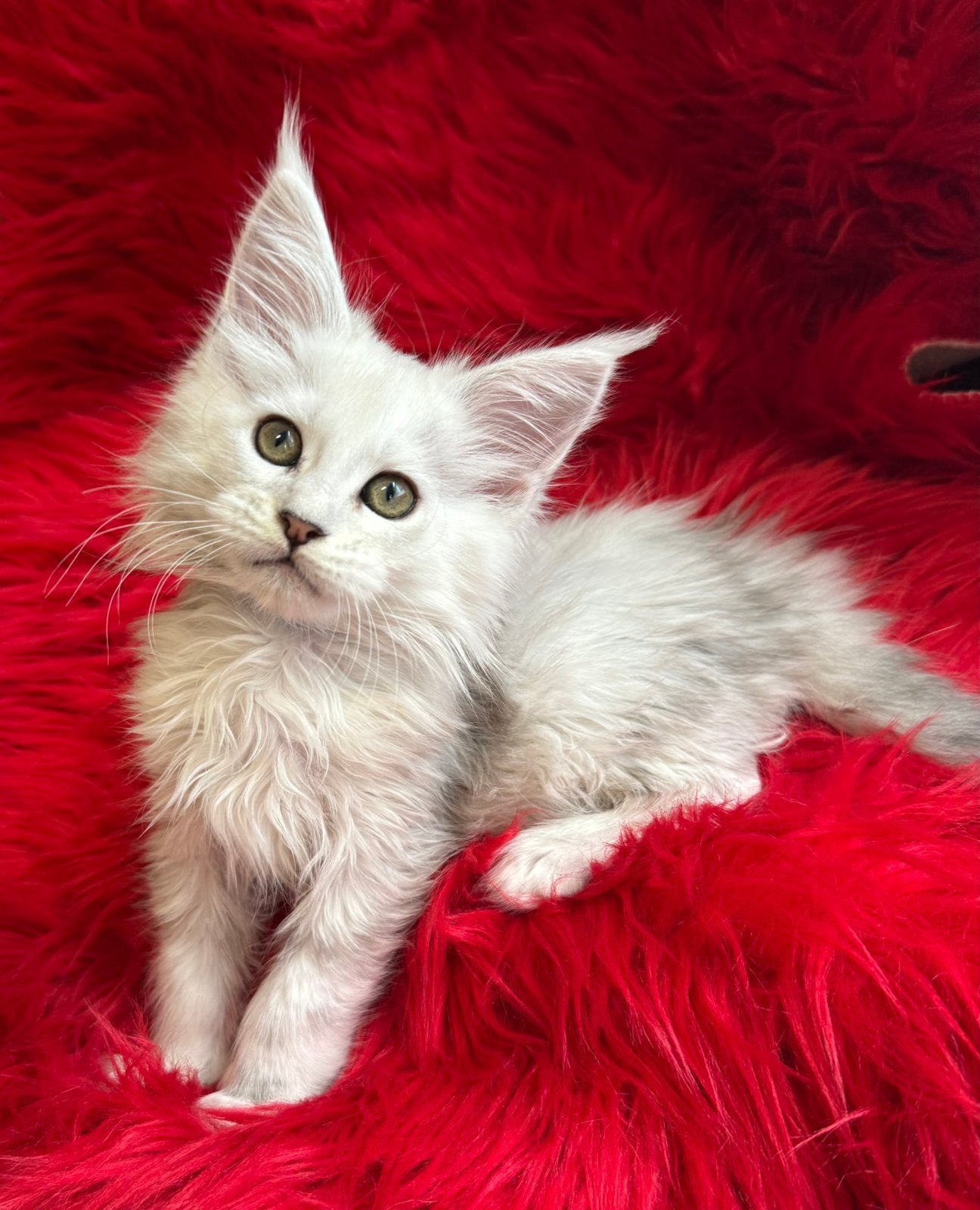 Maine Coon kittens, Meerdere dieren, Met stamboom, 0 tot 2 jaar