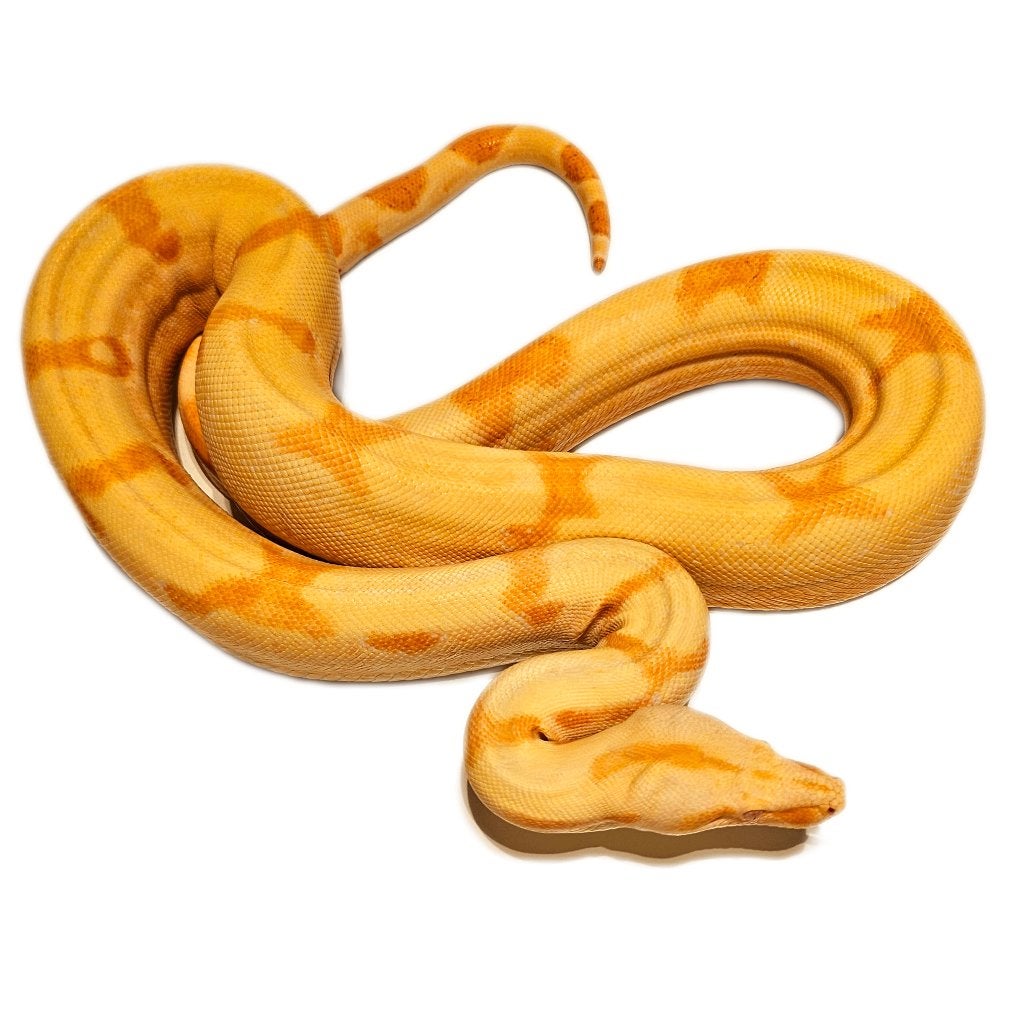 Boa Constrictor Imperator Litter 03 2026 Boa Constrictor photo 20