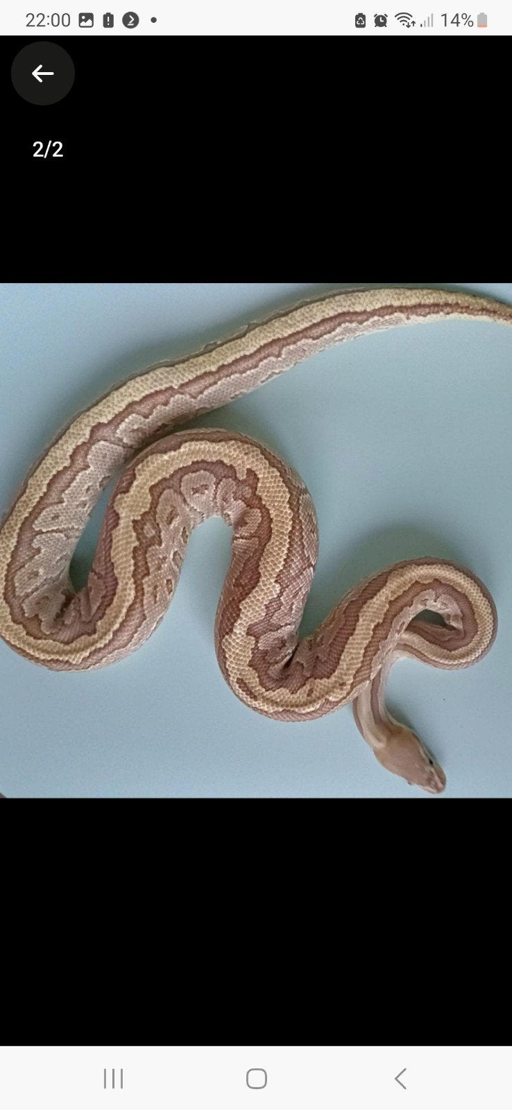 trio koningspythons Ball Python photo 3
