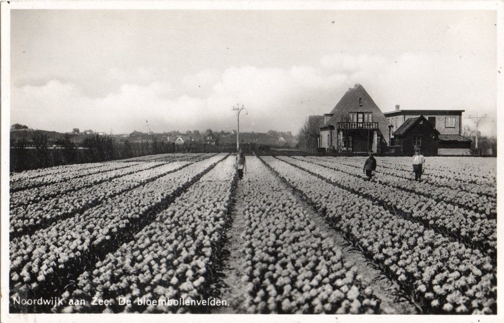 Noordwijk aan Zee, De Bloembollenvelden. 6728, Verzenden, 1940 tot 1960, Ongelopen, Zuid-Holland